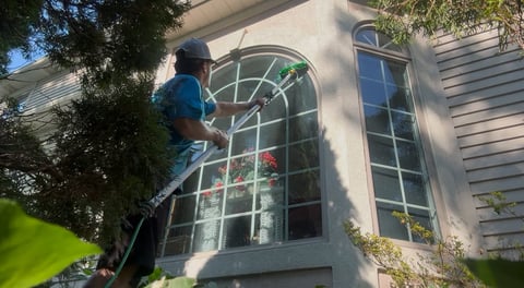Person on ladder cleaning large residential window with climbing vines on white siding
